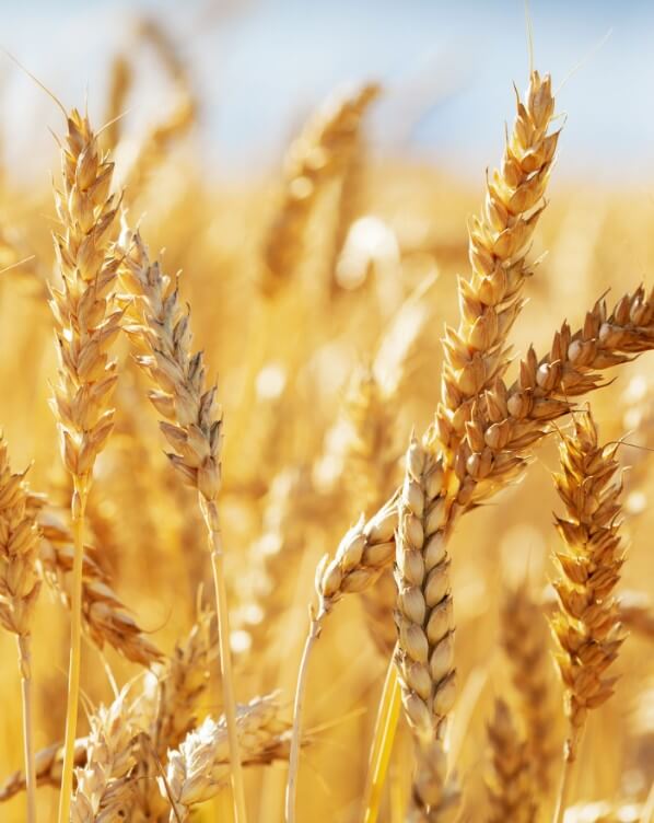 Wheat Field